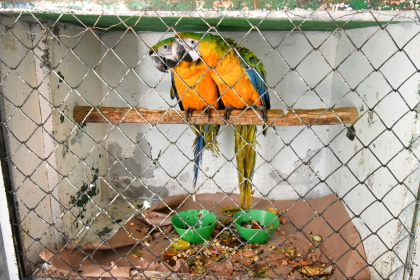Los loros, principales animales domesticados en el Tolima