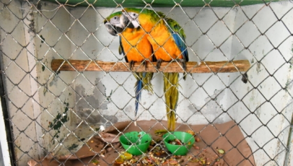 Los loros, principales animales domesticados en el Tolima