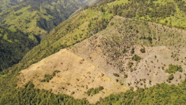 Se inició proceso sancionatorio a cultivadores de arracacha del corregimiento de Toche, que estarían generando caída de la palma de cera