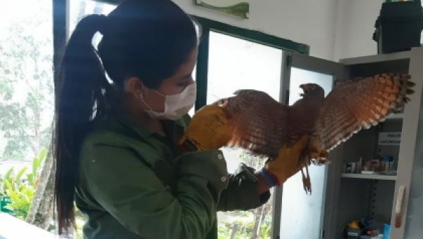 Ciudadano rescata gavilán en el Parque Galarza