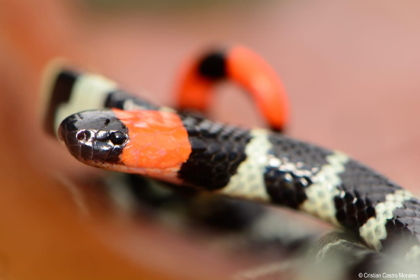 Evite accidentes con serpientes