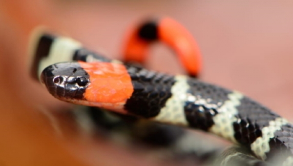 Evite accidentes con serpientes