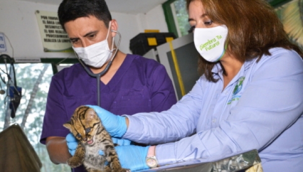 Tras presunta presencia de cazadores fue encontrada cría de ocelote en Chaparral