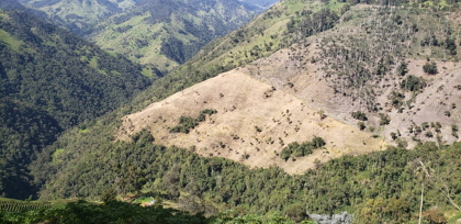 Cultivos de arracacha generan caída de la palma de cera en el corregimiento de Toche
