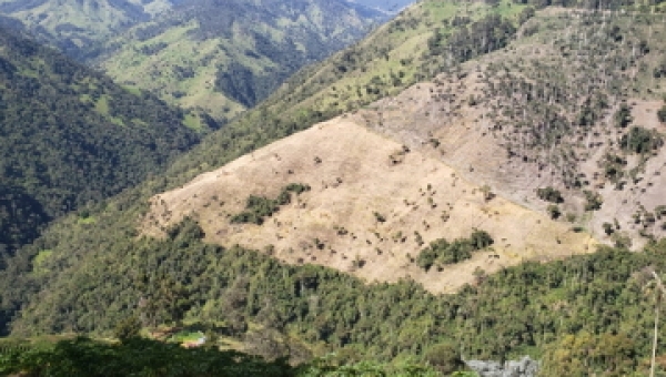 Cultivos de arracacha generan caída de la palma de cera en el corregimiento de Toche
