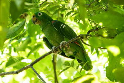 Cortolima libera 49 animales silvestres en el norte del departamento
