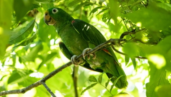 Cortolima libera 49 animales silvestres en el norte del departamento