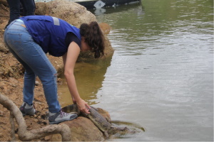 Liberan 16 animales silvestres en el Tolima