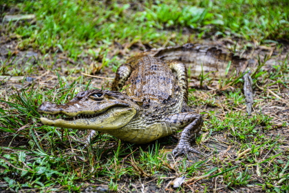 Babilla podría recibir eutanasia por compasión, tras no recuperarse del impacto de más de 10 perdigones en el cráneo