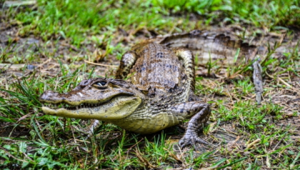 Babilla podría recibir eutanasia por compasión, tras no recuperarse del impacto de más de 10 perdigones en el cráneo