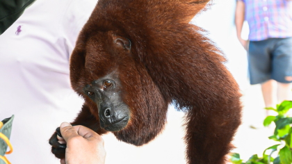 El estado de salud del mono aullador rescatado en Piedras Tolima es reservado