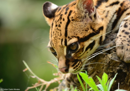 Los animales silvestres deben estar vivos y los bosques llenos de vida