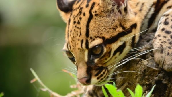 Los animales silvestres deben estar vivos y los bosques llenos de vida