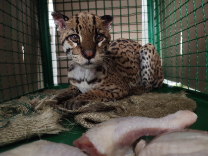 Una Ocelote Adulta vuelve a su hábitat Natural