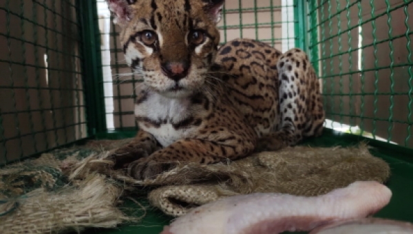 Una Ocelote Adulta vuelve a su hábitat Natural