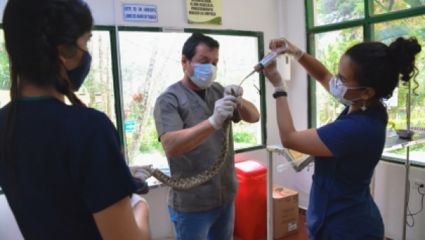 Cortolima rescató cascabeles del tráfico ilegal