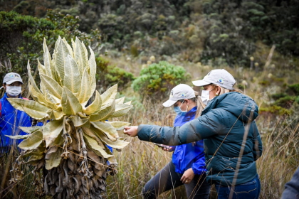 135 osos andinos de anteojos habitan en el Tolima