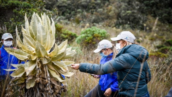 135 osos andinos de anteojos habitan en el Tolima