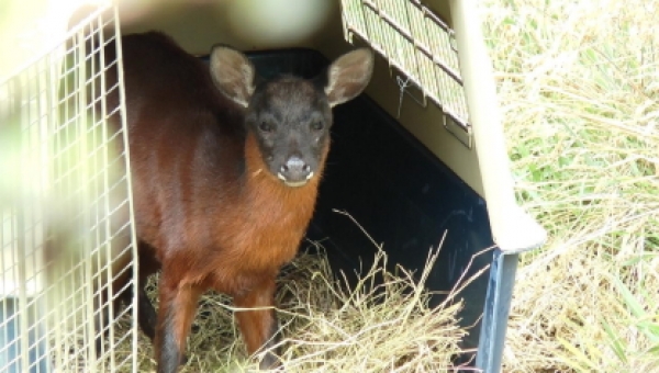 Venado de páramo regresa a su hábitat natural tras ser rescatado por ciudadanos