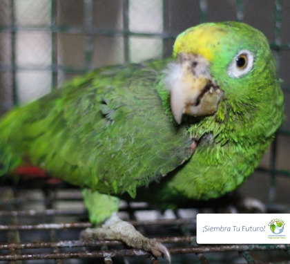 Loro Frenteamarillo incautado por la Policía Ambiental inicia proceso de recuperación