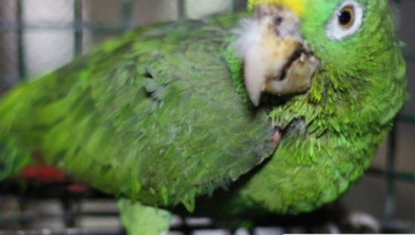 Loro Frenteamarillo incautado por la Policía Ambiental inicia proceso de recuperación