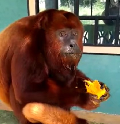Mono aullador visita balneario en Piedras