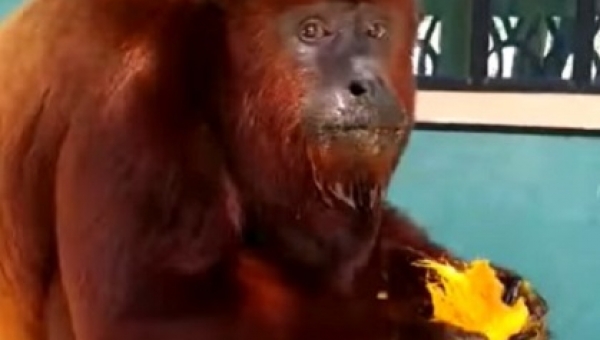 Mono aullador visita balneario en Piedras