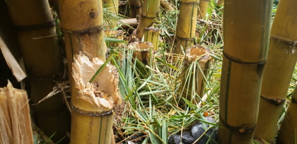 Conciencia Tras denuncias realizadas por la comunidad a la Policía Metropolitana de Ibagué