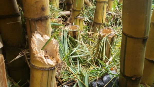 Conciencia Tras denuncias realizadas por la comunidad a la Policía Metropolitana de Ibagué