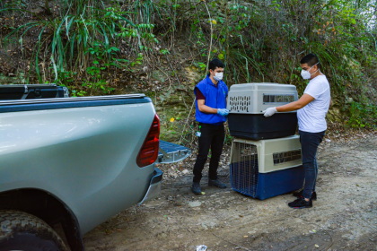 Más de 300 animales han ingresado este año al Centro de Atención y Valoración de Fauna Silvestre de Cortolima