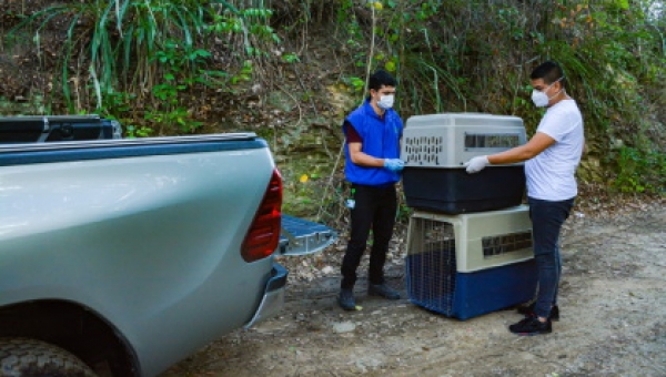 Más de 300 animales han ingresado este año al Centro de Atención y Valoración de Fauna Silvestre de Cortolima