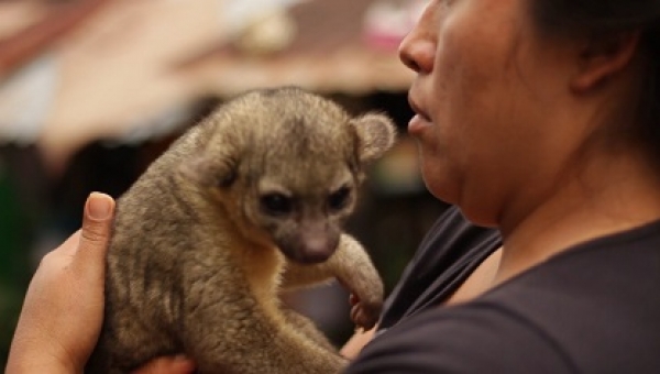 Cortolima rescata perro de monte en zona rural del Líbano