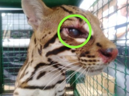 Cortolima atiende caso de tigrillo capturado por la comunidad en Icononzo