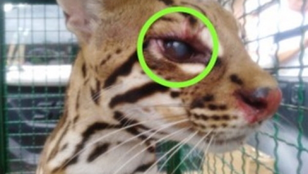 Cortolima atiende caso de tigrillo capturado por la comunidad en Icononzo