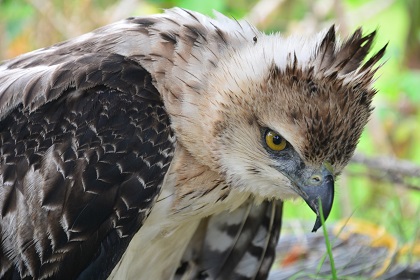 Águila crestada, rescatada en la vereda Mesa de Pole de Ataco