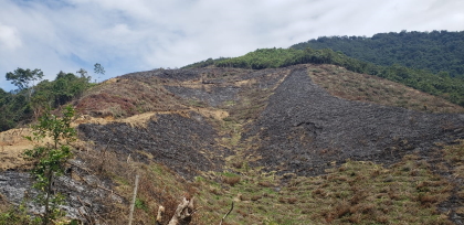 Tala de al menos 30 árboles en la vereda El Gallo, en el Cañón del Combeima