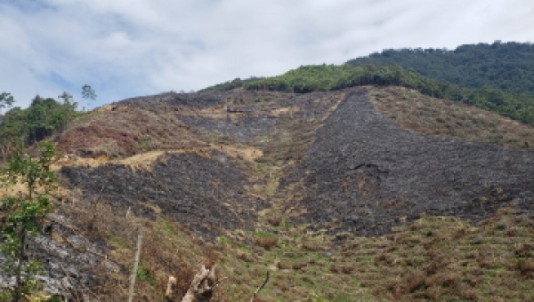 Tala de al menos 30 árboles en la vereda El Gallo, en el Cañón del Combeima