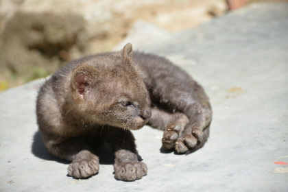 Cría de puma Jaguarundí rescatada en zona rural de Alvarado