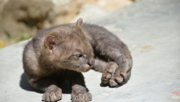 Cría de puma Jaguarundí rescatada en zona rural de Alvarado