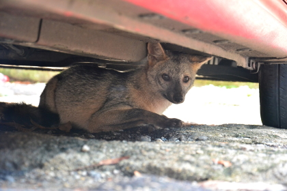 Zorro cangrejero rescatado en el centro de Ibagué será liberado