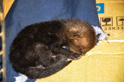 Cría de Jaguarundí rescatada en el Aeropuerto Perales