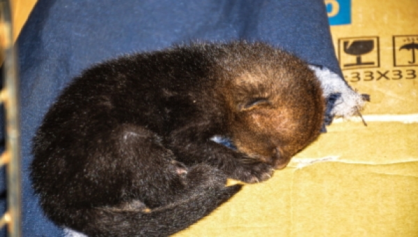 Cría de Jaguarundí rescatada en el Aeropuerto Perales