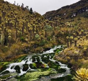 Que la navidad no le haga perder de vista el cuidado por los recursos naturales