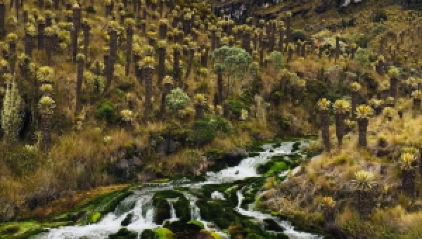 Que la navidad no le haga perder de vista el cuidado por los recursos naturales