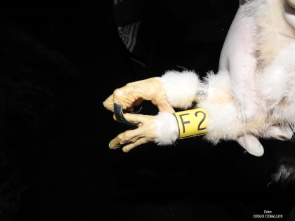 Primer marcaje científico de Águila Crestada en jurisdicción de CORTOLIMA