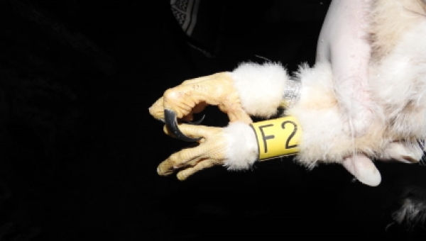 Primer marcaje científico de Águila Crestada en jurisdicción de CORTOLIMA