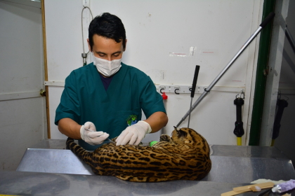 Ocelote rescatada en Chaparral presenta fractura y laceraciones en la piel