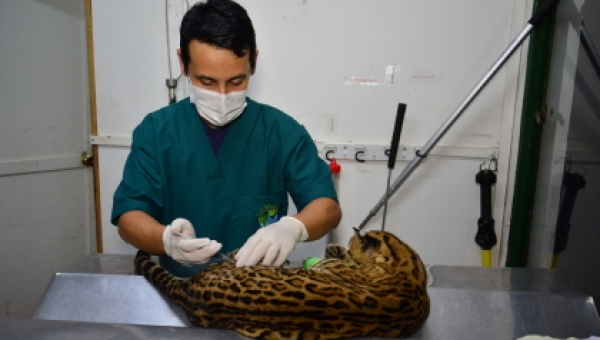Ocelote rescatada en Chaparral presenta fractura y laceraciones en la piel