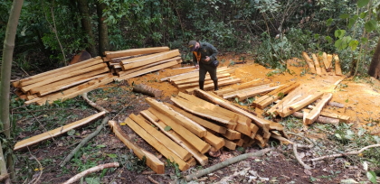 Cuatro capturados en el Guamo por tala ilegal en zona protectora de la quebrada Lemayá