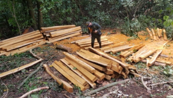 Cuatro capturados en el Guamo por tala ilegal en zona protectora de la quebrada Lemayá